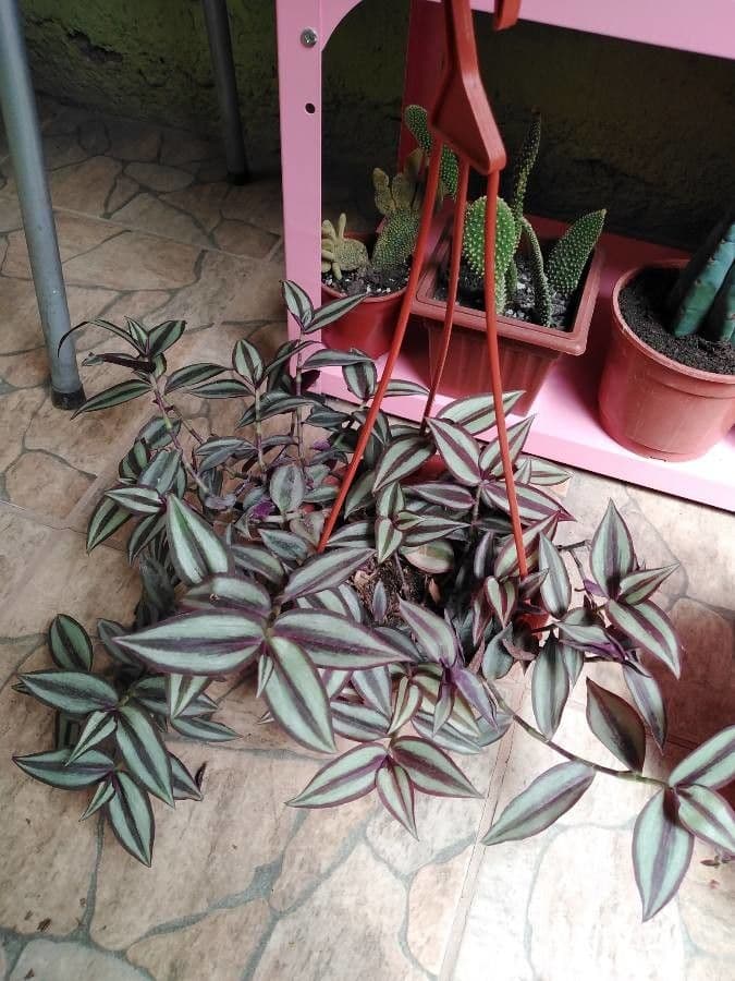 Tradescantia 8