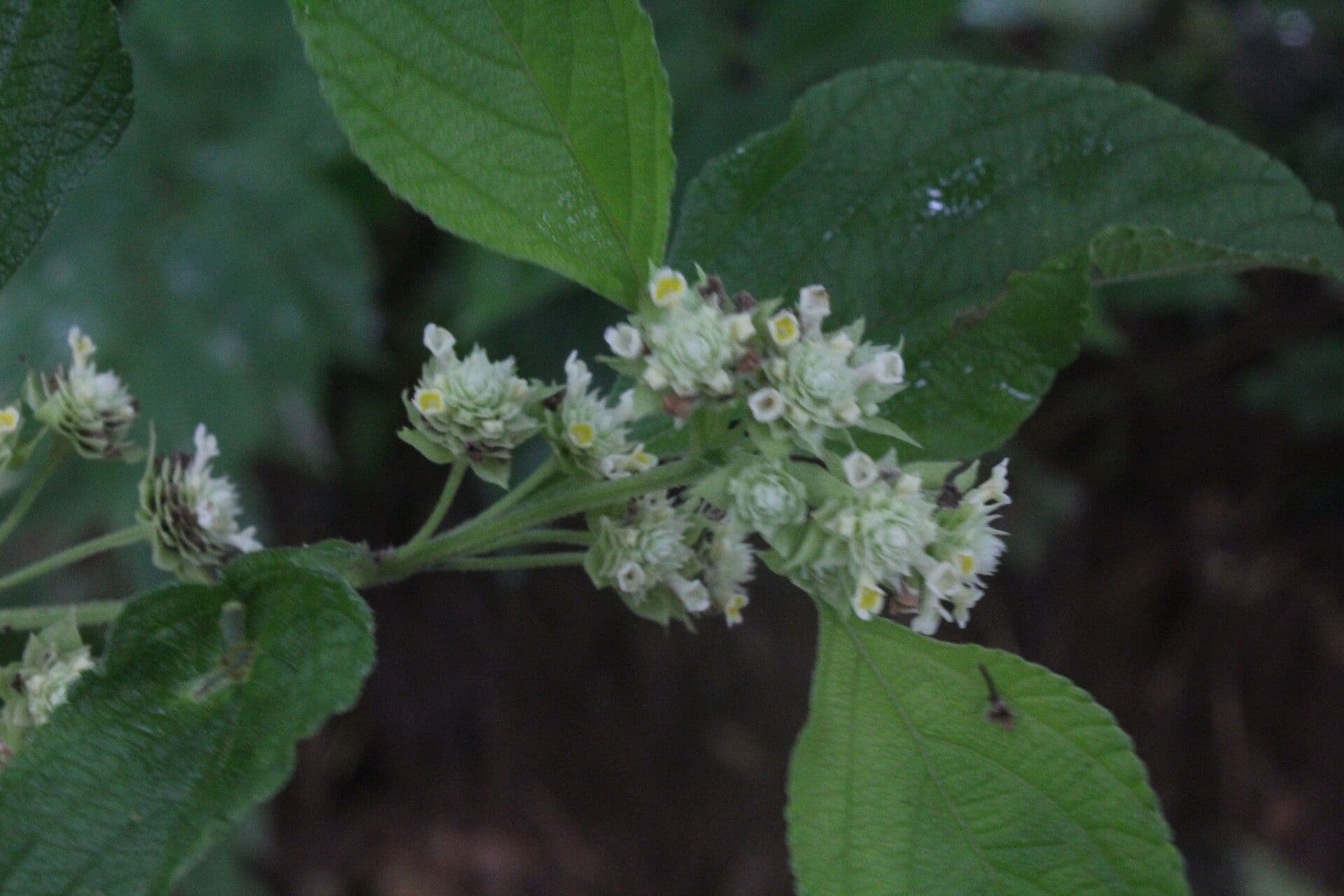 Lippia 6