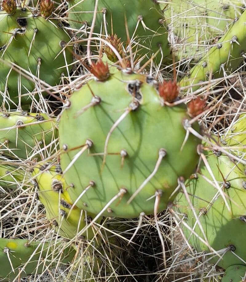 Prickly Pear 13