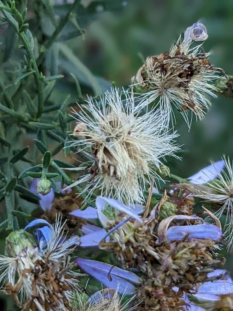 Galatella sedifolia