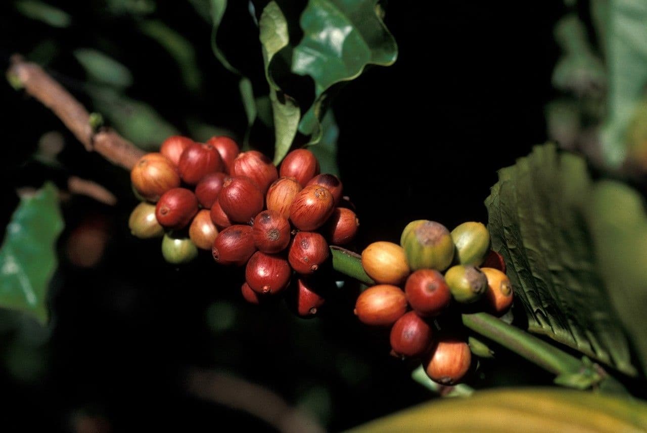 Caféier Robusta 5