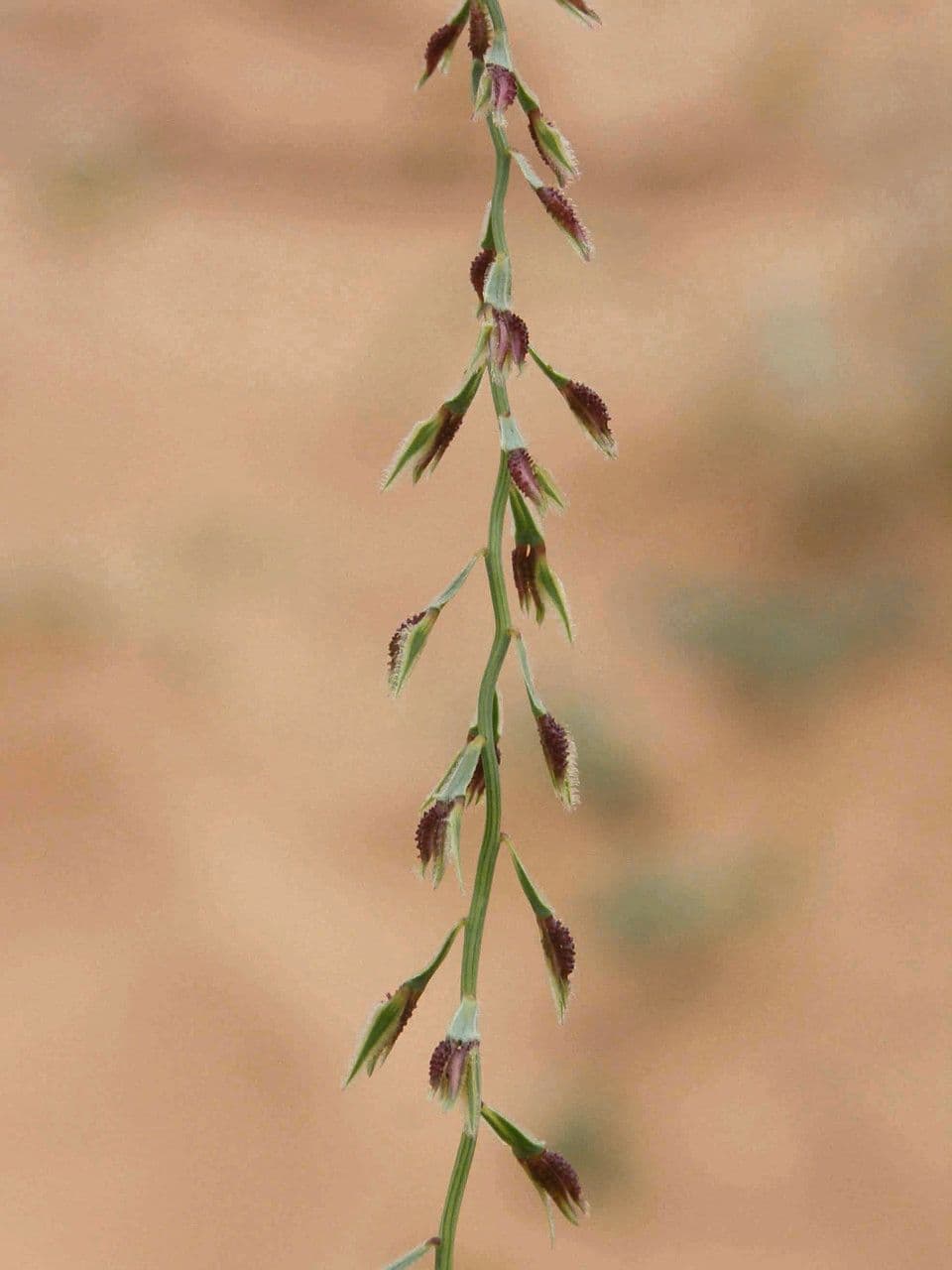 Leptothrium 2