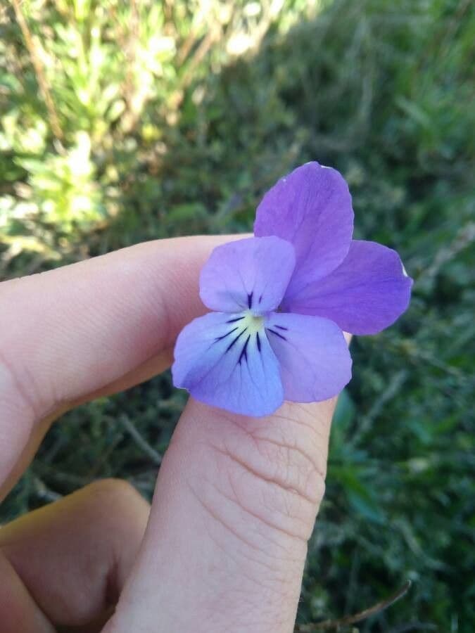 Viola aspra 12