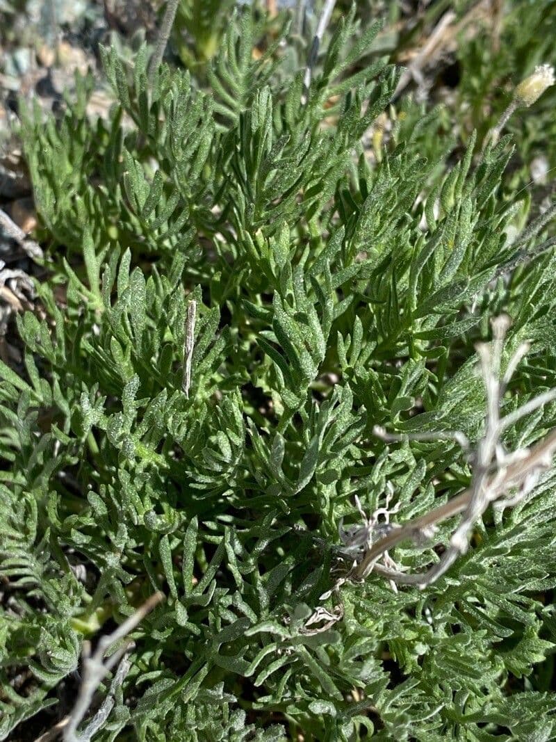 Achillea erba-rotta 11