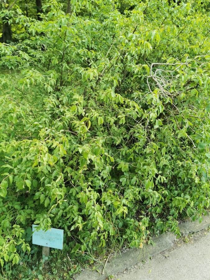Euonymus 13