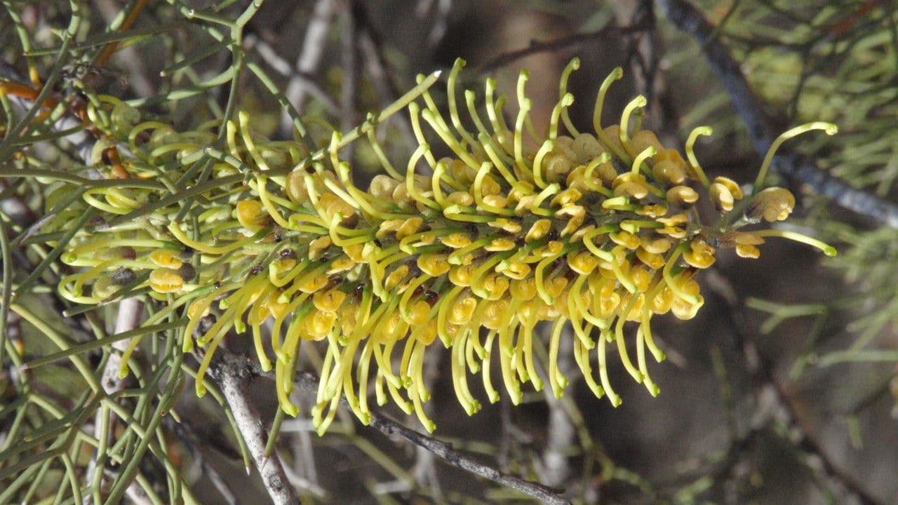 Schmalähre-Grevillea
