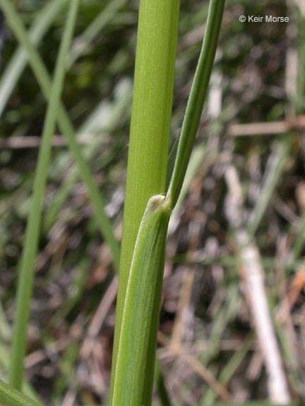 Festuca 8