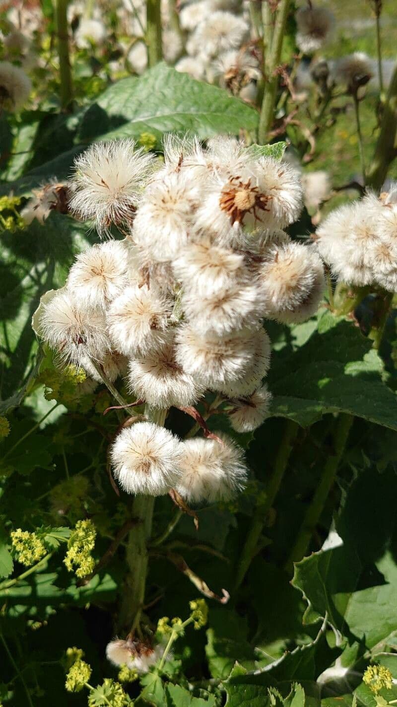Cavolaccio bianco