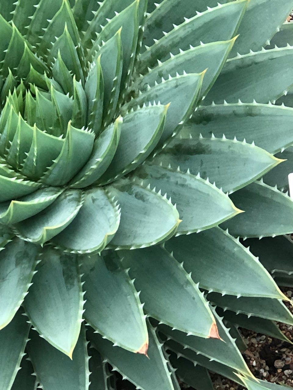 Aloe a spirale 11