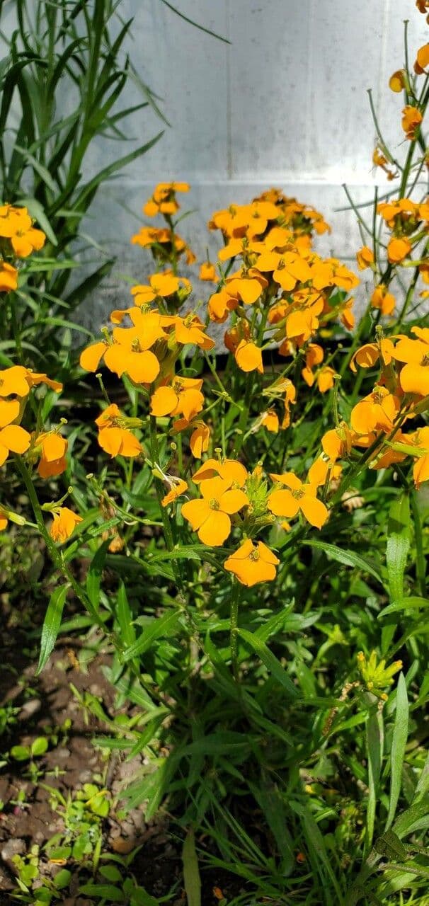 Violaciocca odorosa 27