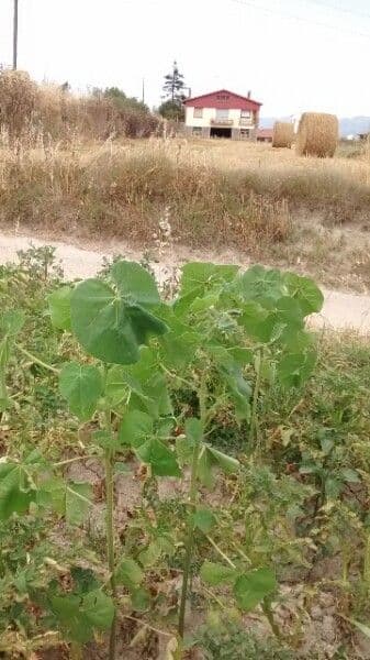 Abutilon di Teofrasto 12