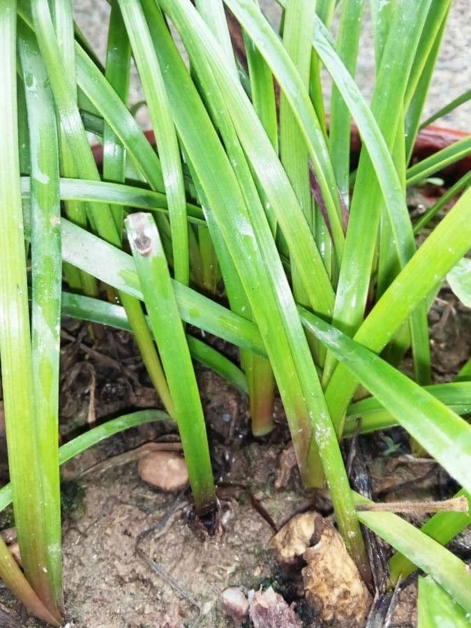 Nothoscordum 16
