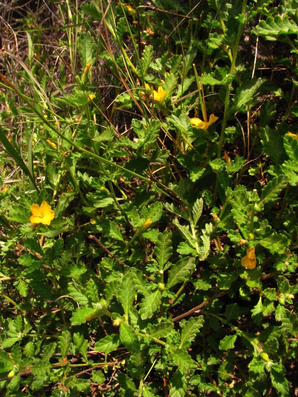 Turnera diffusa 10