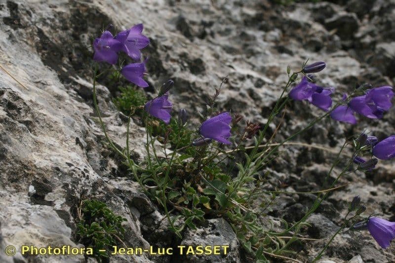 Campanula 9