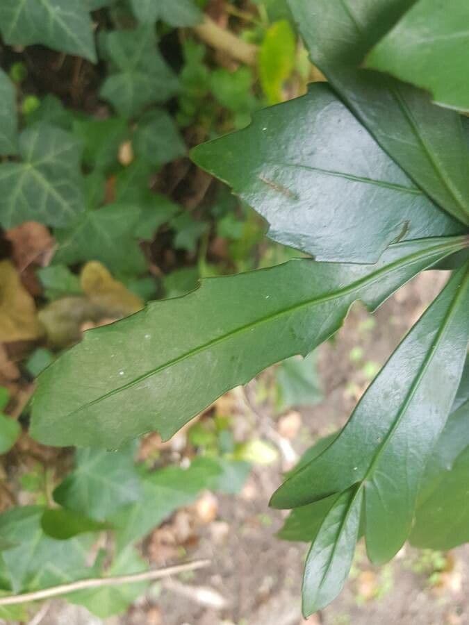 Pseudopanax 6