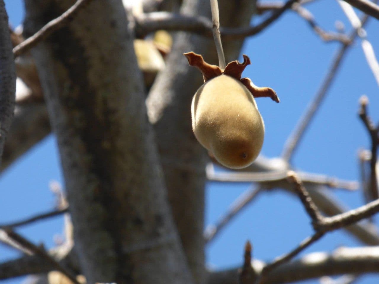 Baobab 4