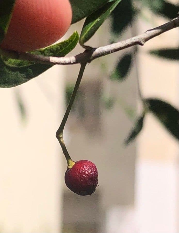 Blepharocalyx