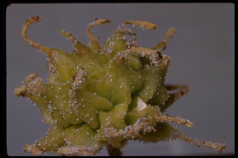 Abronia