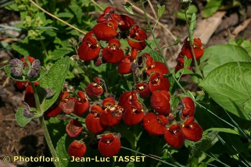 Calceolaria 2