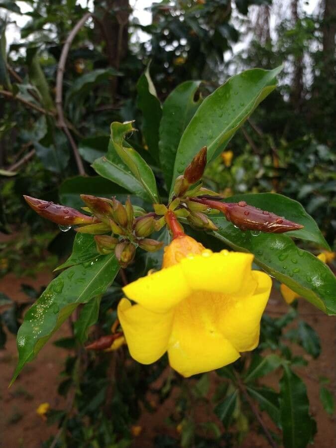 Allamanda 3