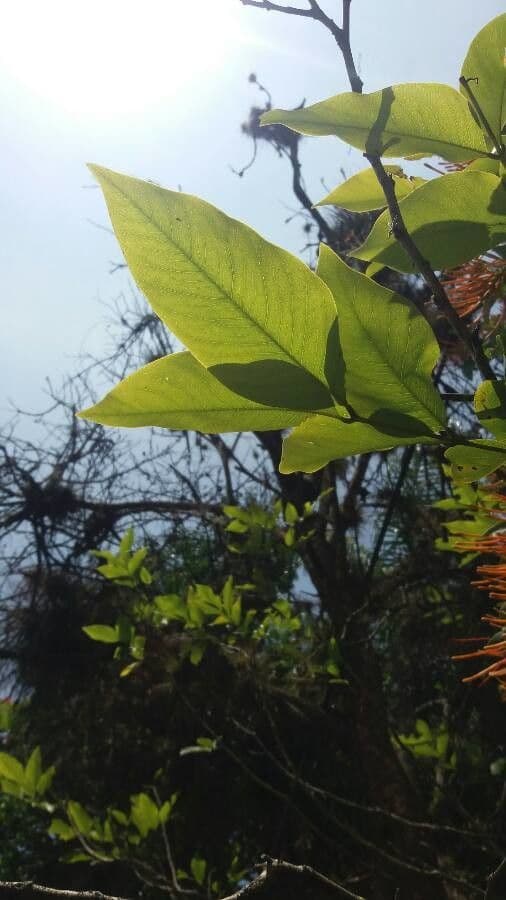 Psittacanthus rhynchanthus 9
