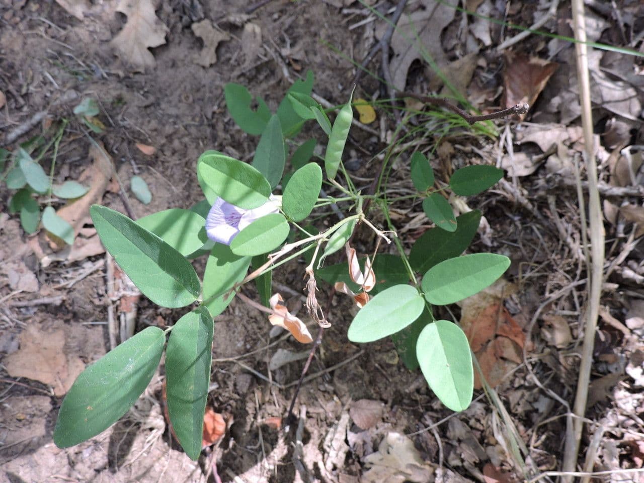 Clitoria 9