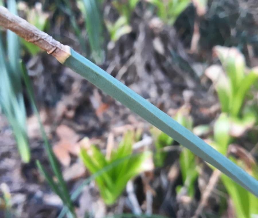 Narciso trombetta 23