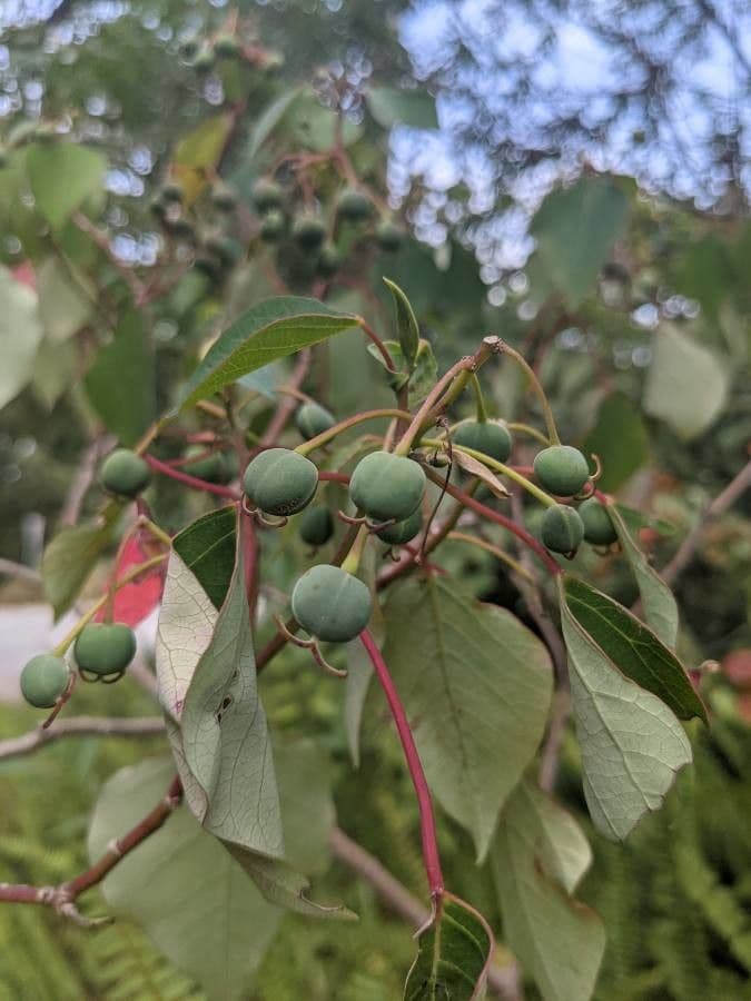 Homalanthus populifolius 4