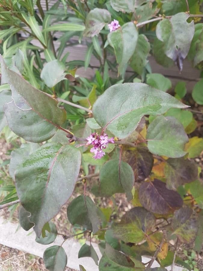Valeriana tuberosa 27