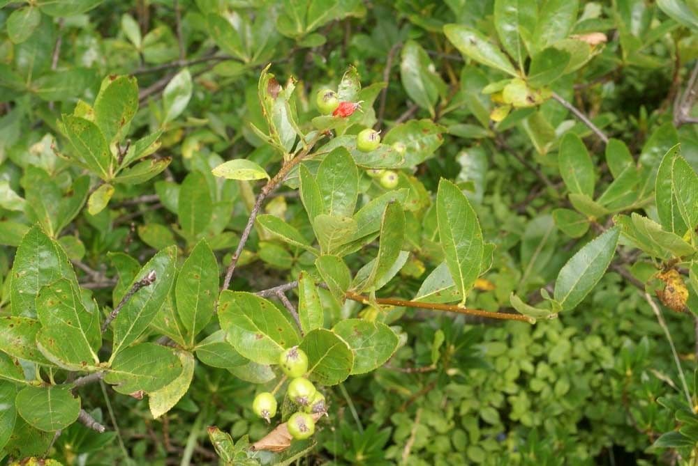 Cotonéaster alpin 29