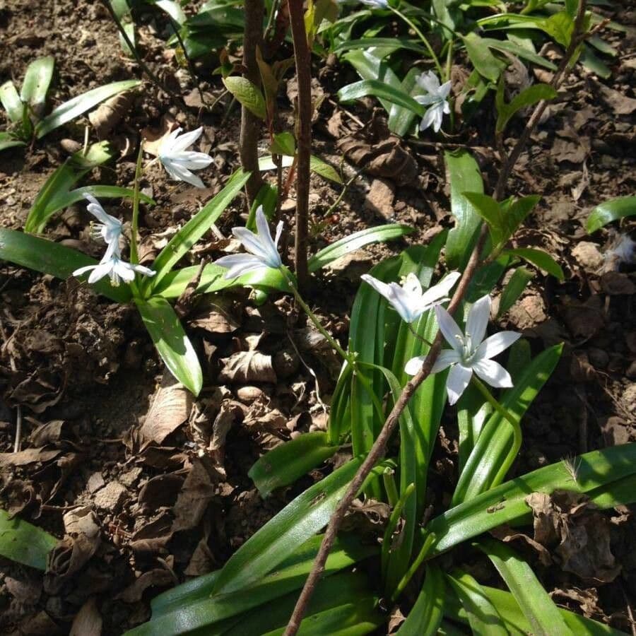 Dolden-Milchstern 15