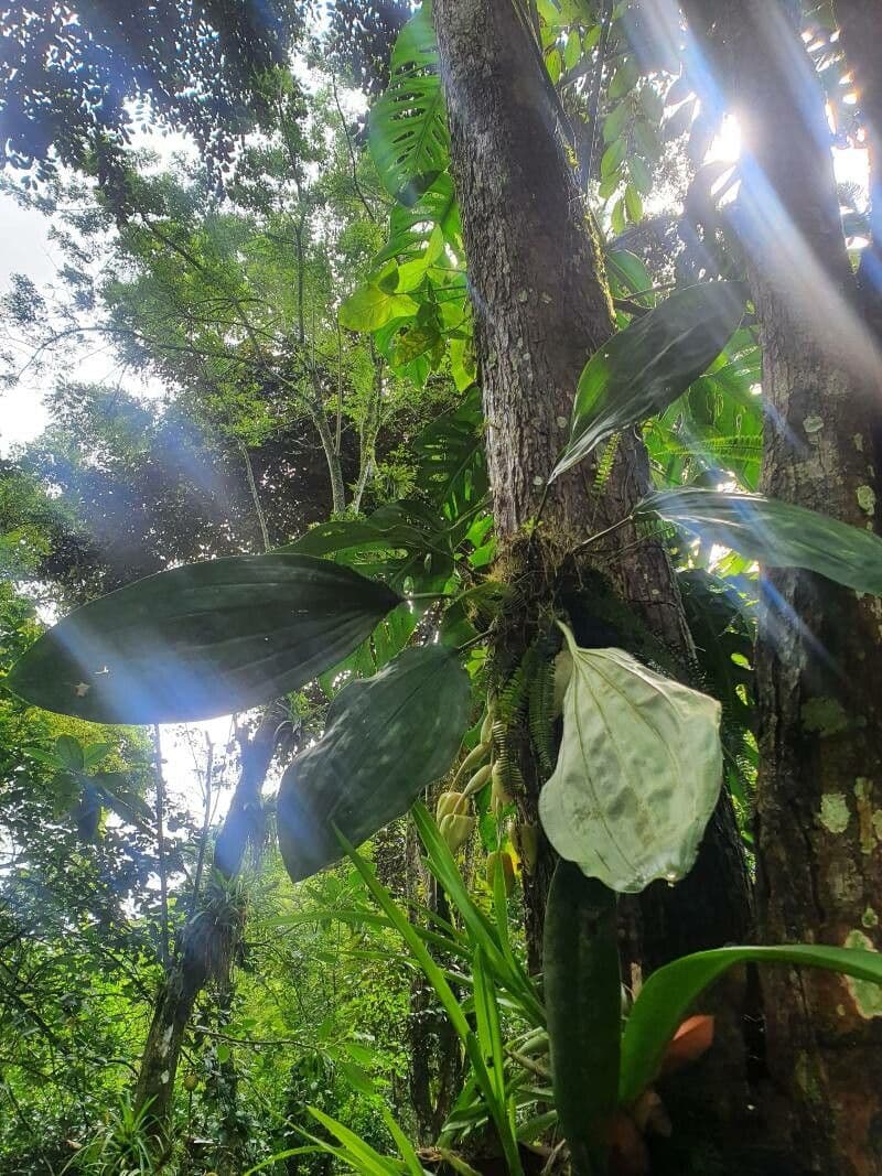 Stanhopea 11