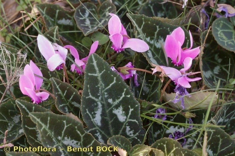 Ciclamino greco 10