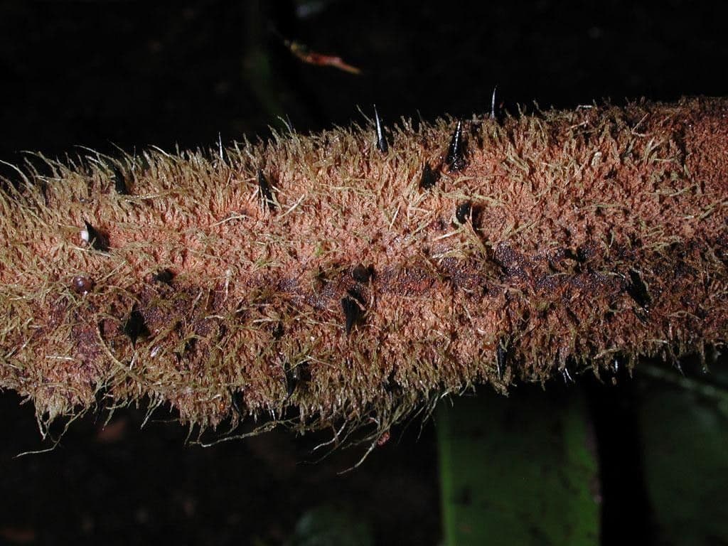 Alsophila 2