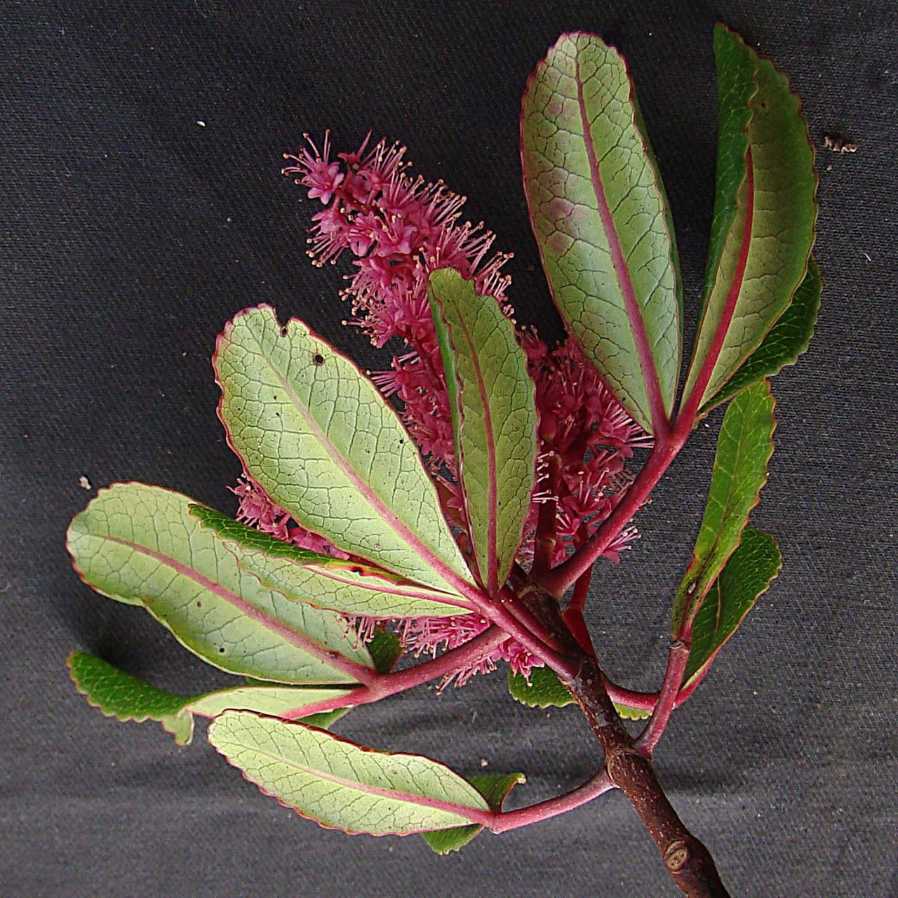Cunonia vieillardii 6