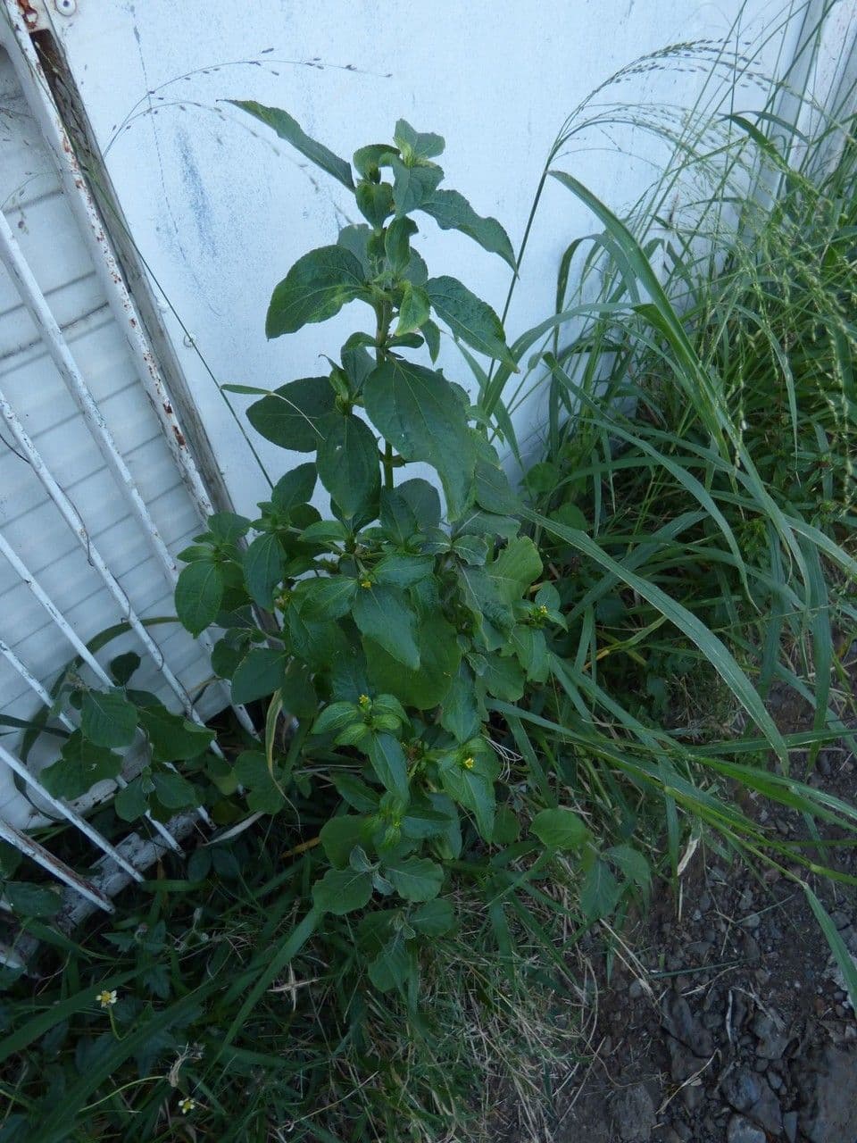 Acanthospermum 15
