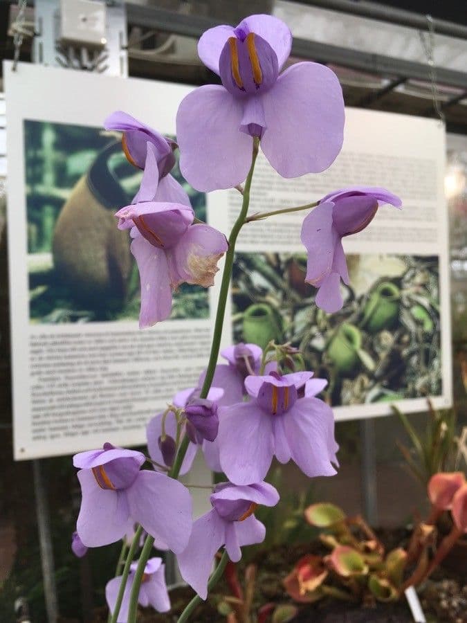 Utricularia reniforme 3