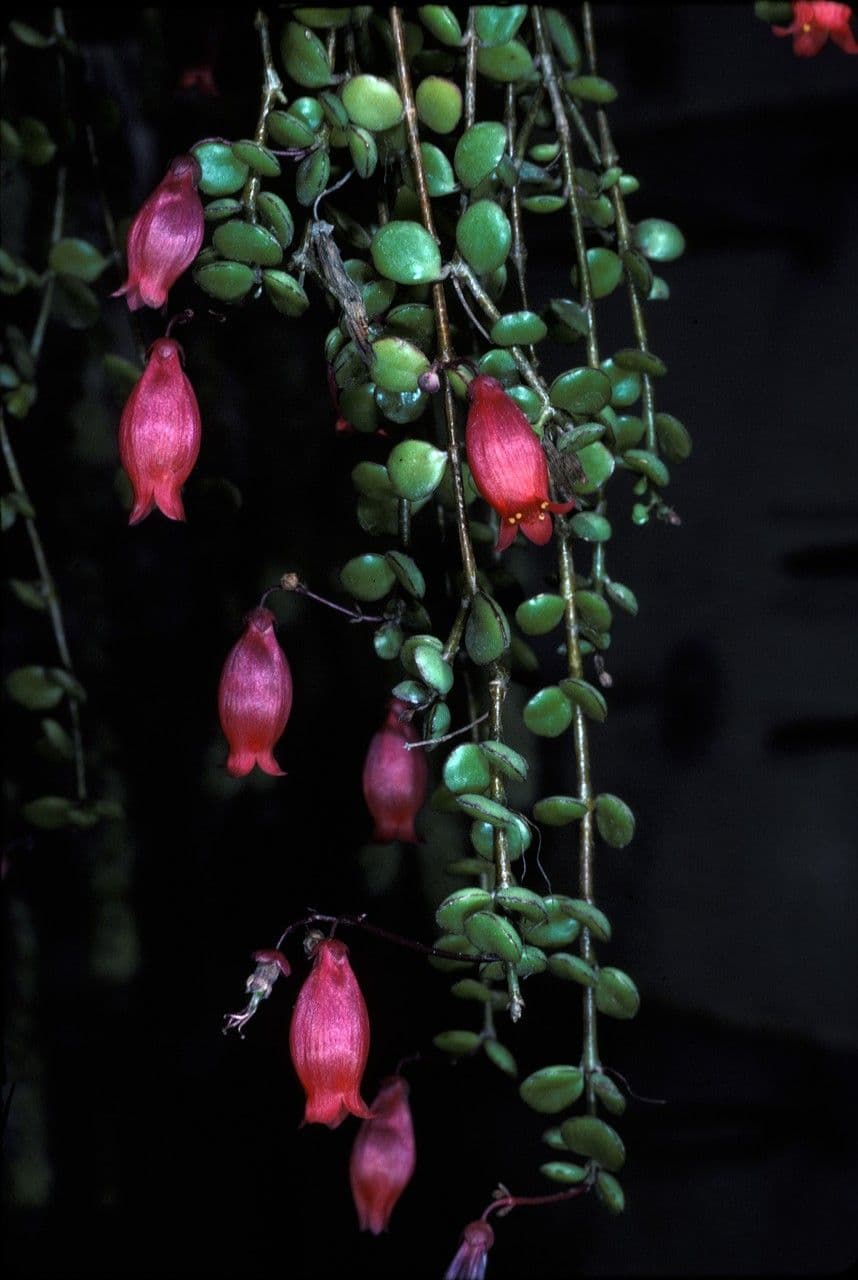 Kalanchoe