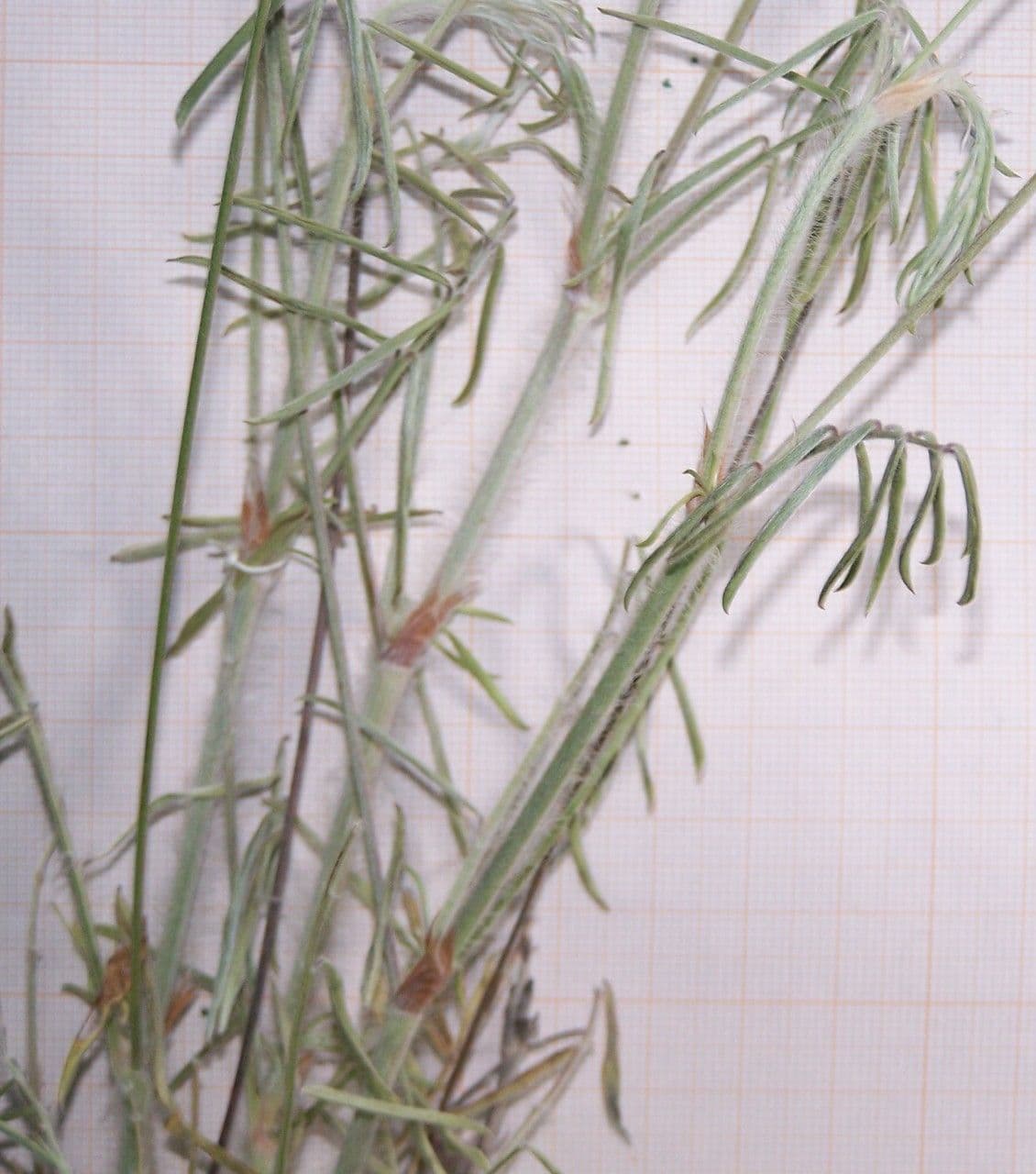 Ebenus 13