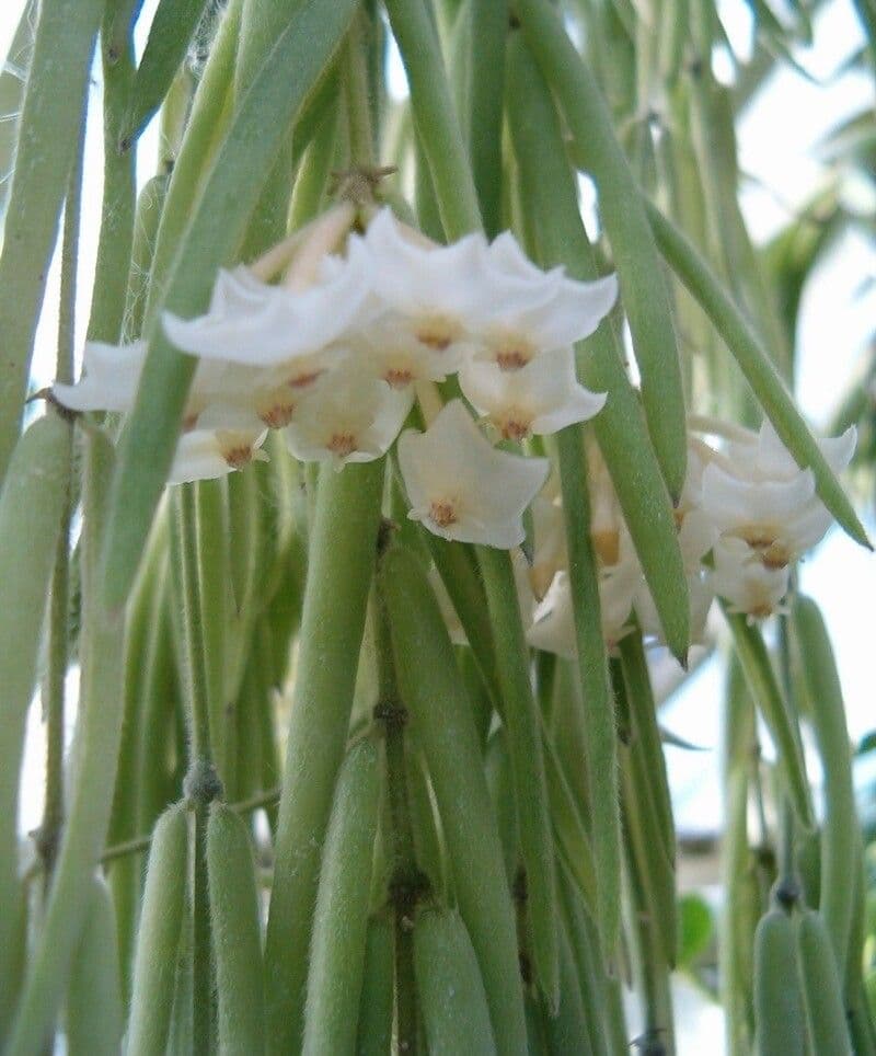 Hoya 3