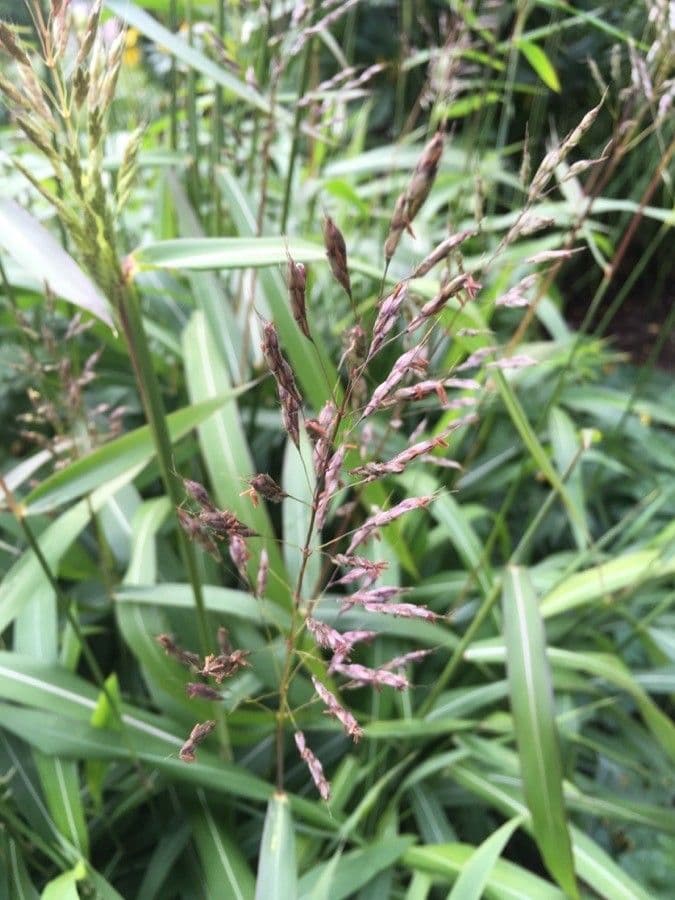 Spodiopogon sibiricus 2