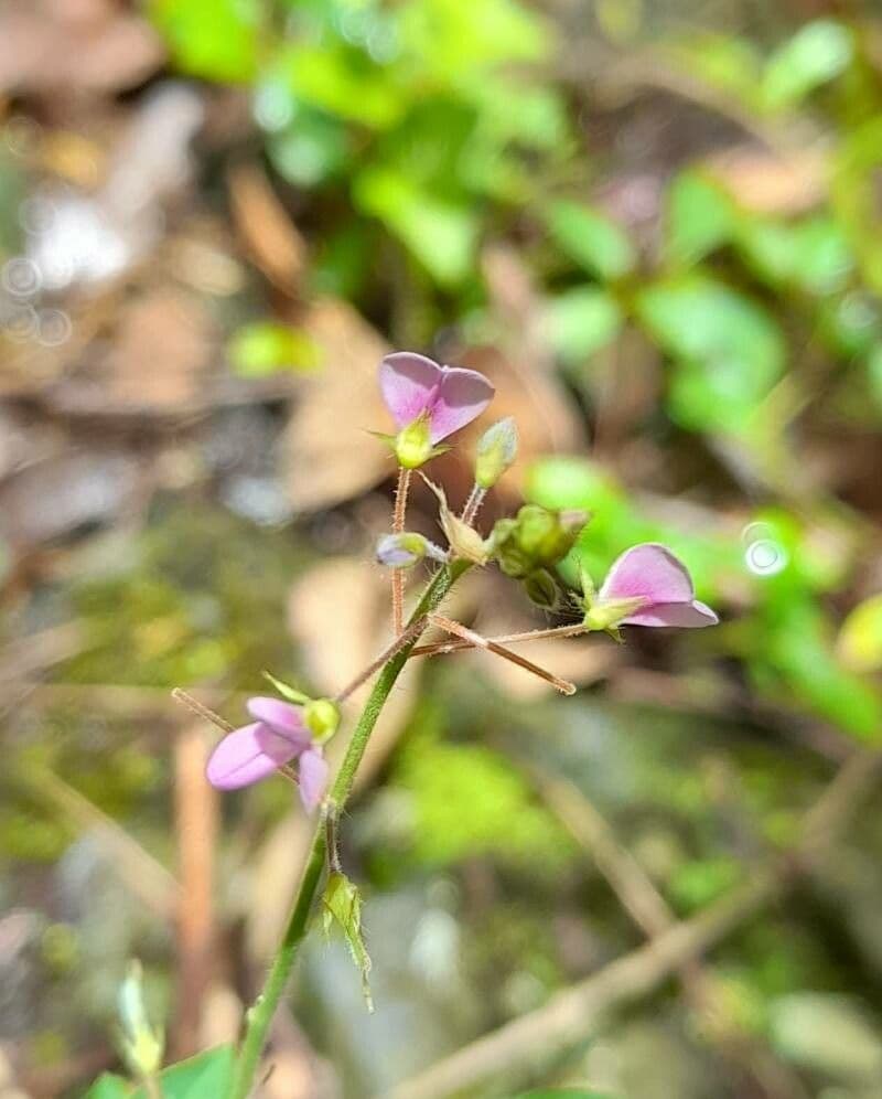 Desmodium ciliare