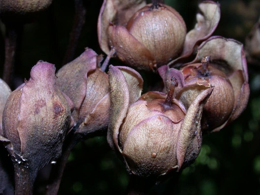Ipomoea philomega 5
