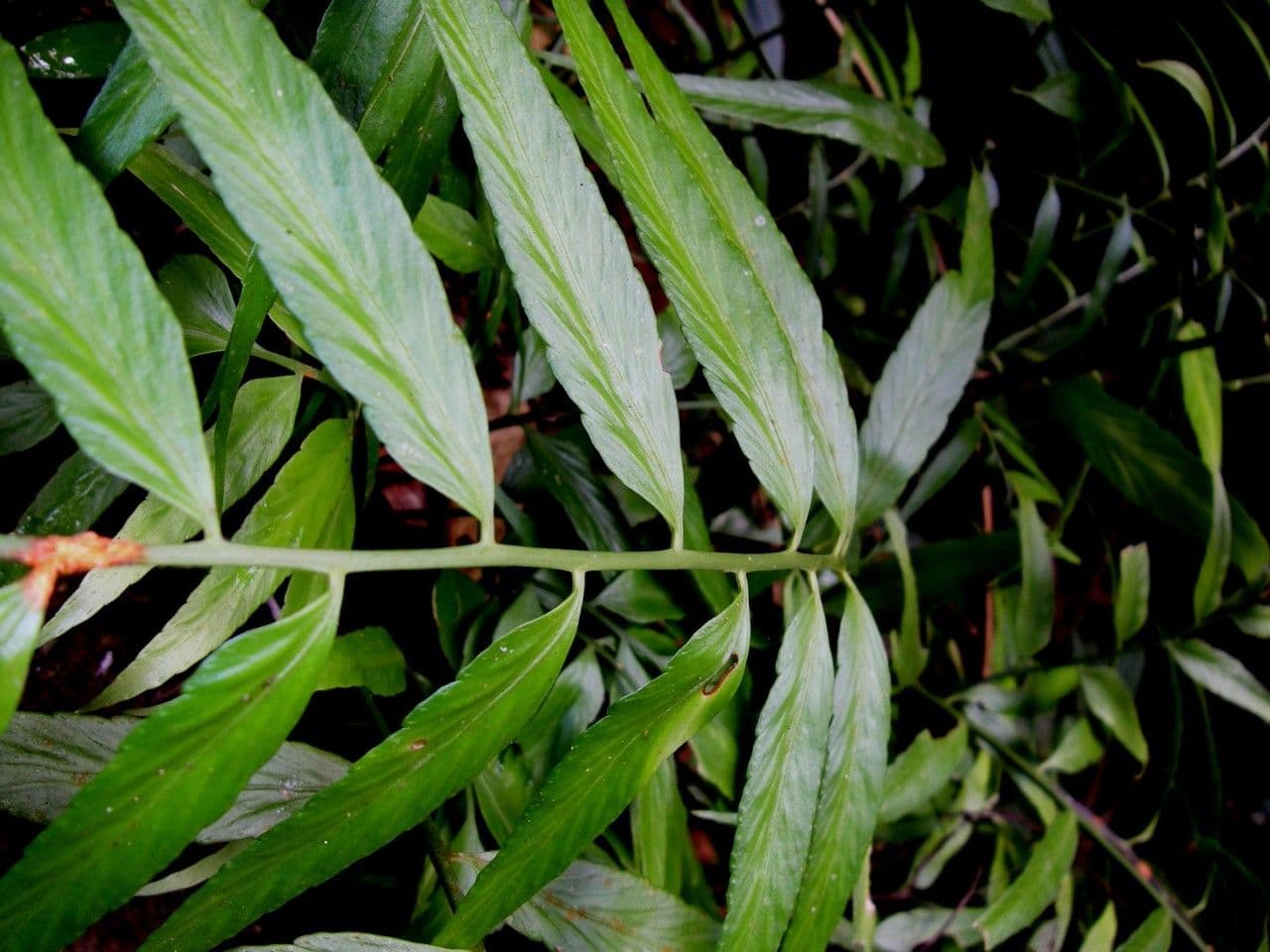 Spleénium à feuilles de noyer 3
