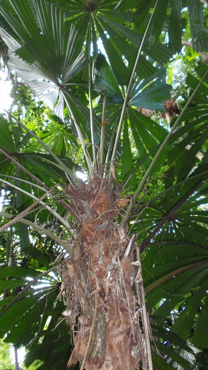 Licuala 11