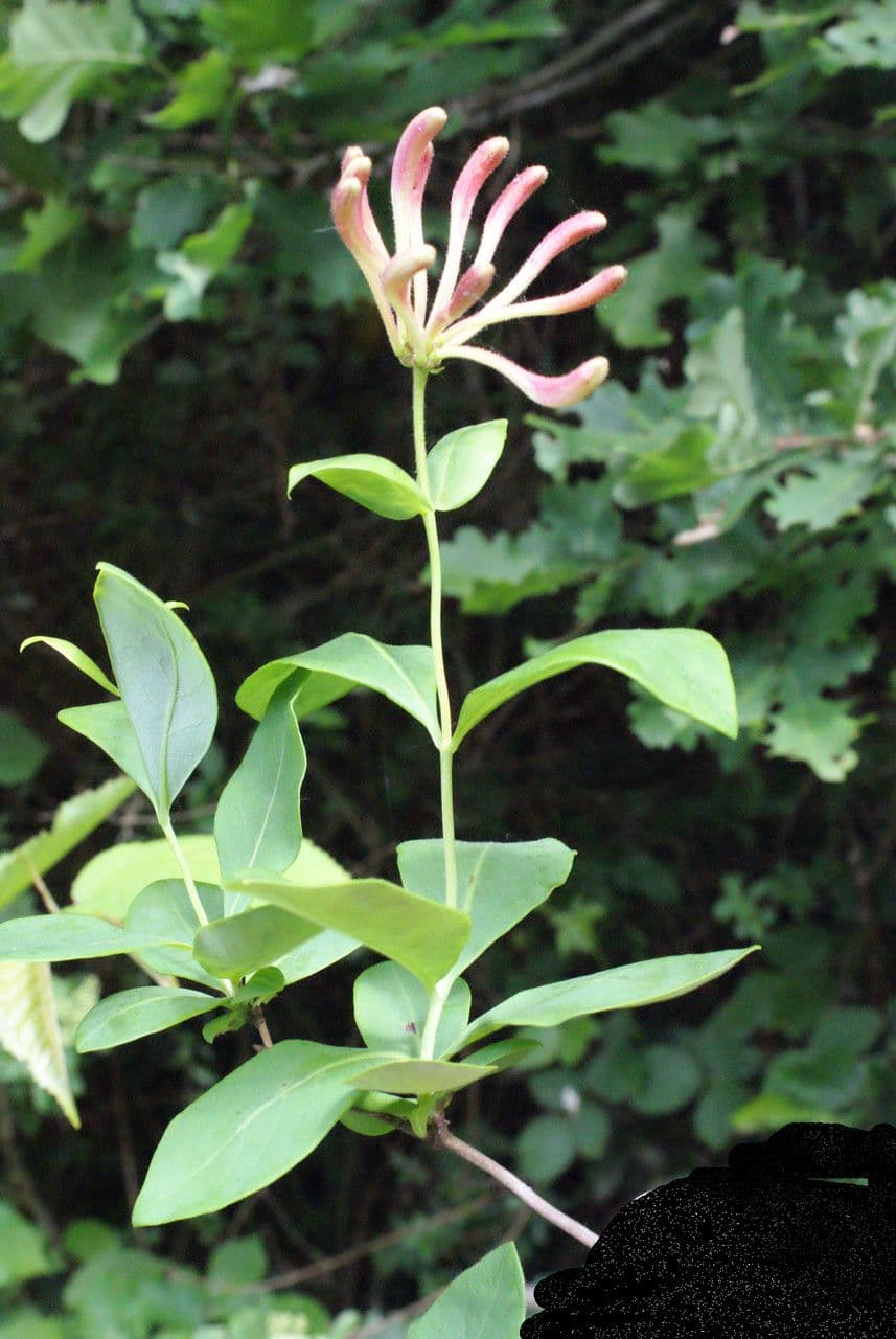 Wald-Geißblatt 29