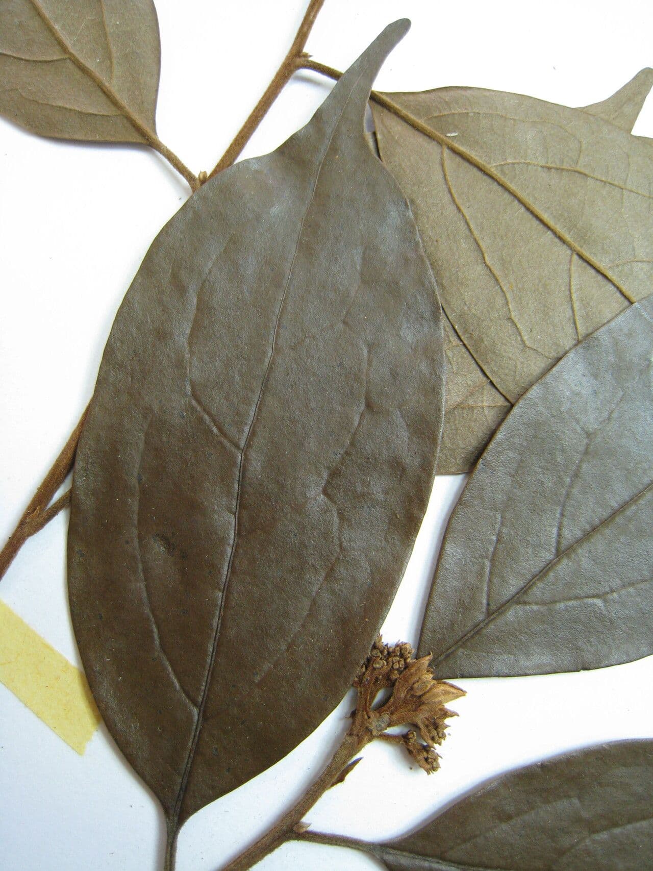 Licaria 10