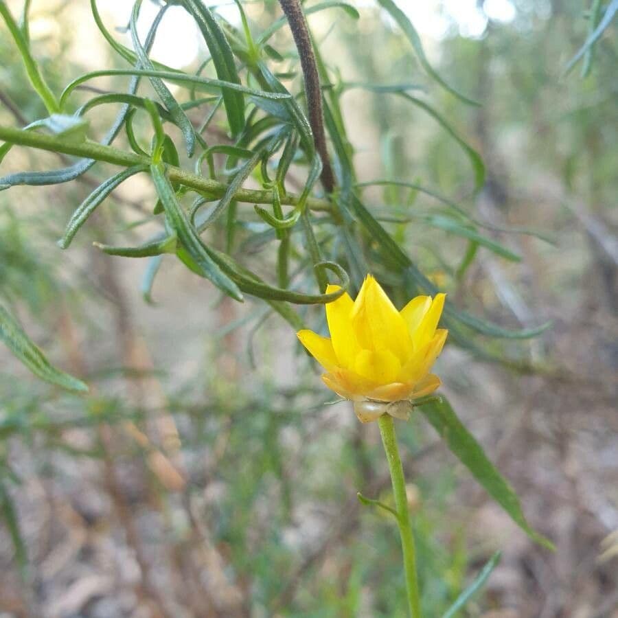 Xerochrysum 24