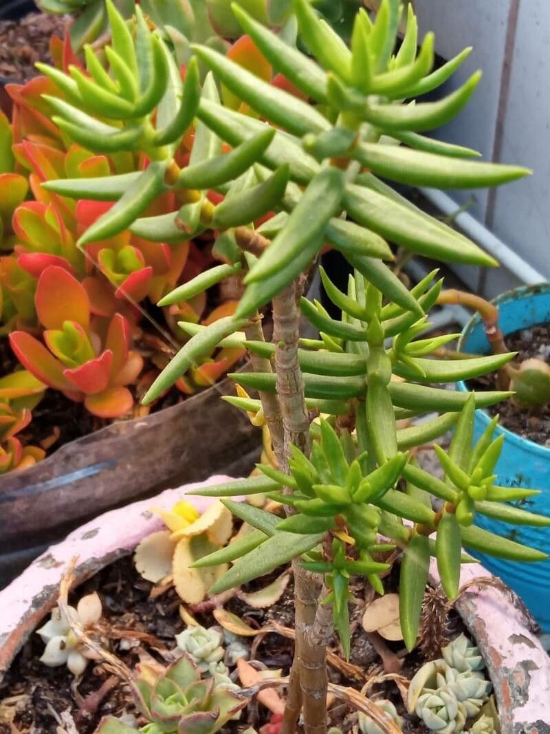 Crassula tetragona 16