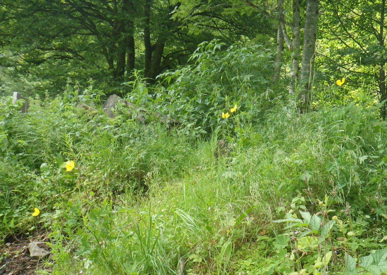Wald-Scheinmohn 12